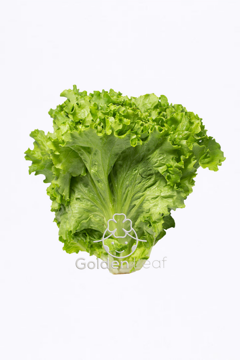 Green Leaf Lettuce (US) -
