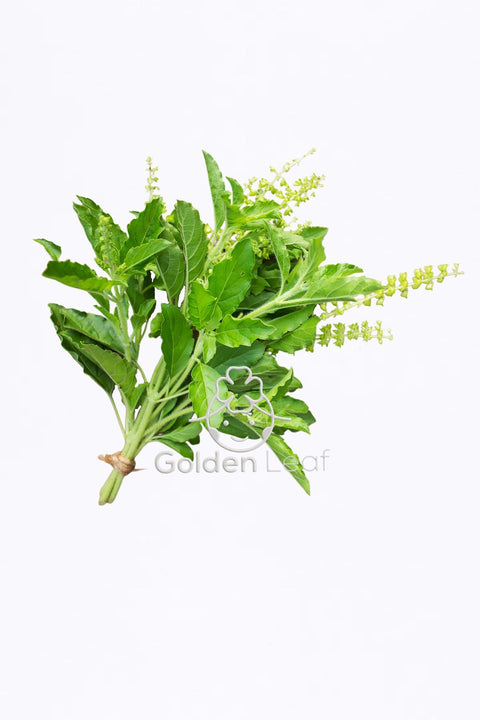Holy Basil - Lb