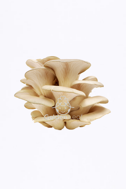 Oyster Mushroom