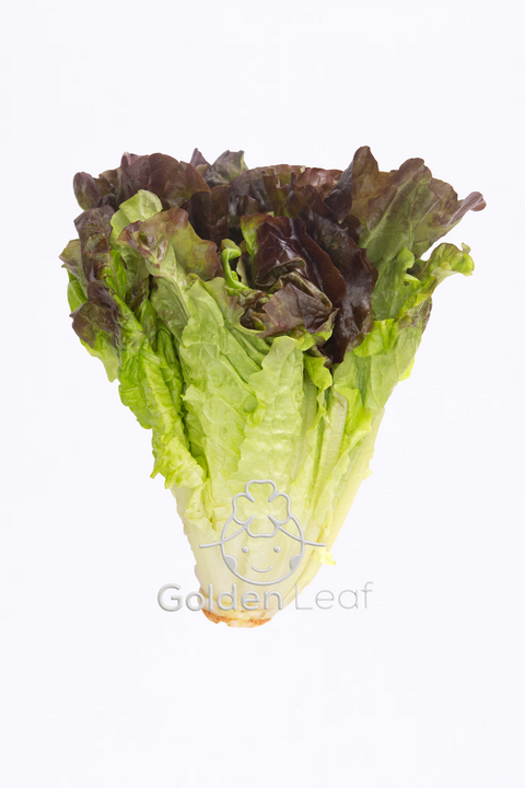 Red Leaf Lettuce (US) - Andy Boy