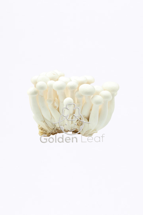 Mushroom Shimeji (White)